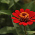 Narrow-Leaf Red Zinnia