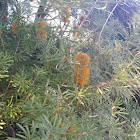 Unknown Banksia