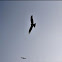 Black kite
