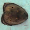 Arctiid Moth