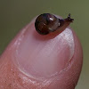 unknown tiny snail