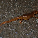 Rough-Skinned Newt