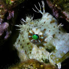 Algae Blenny