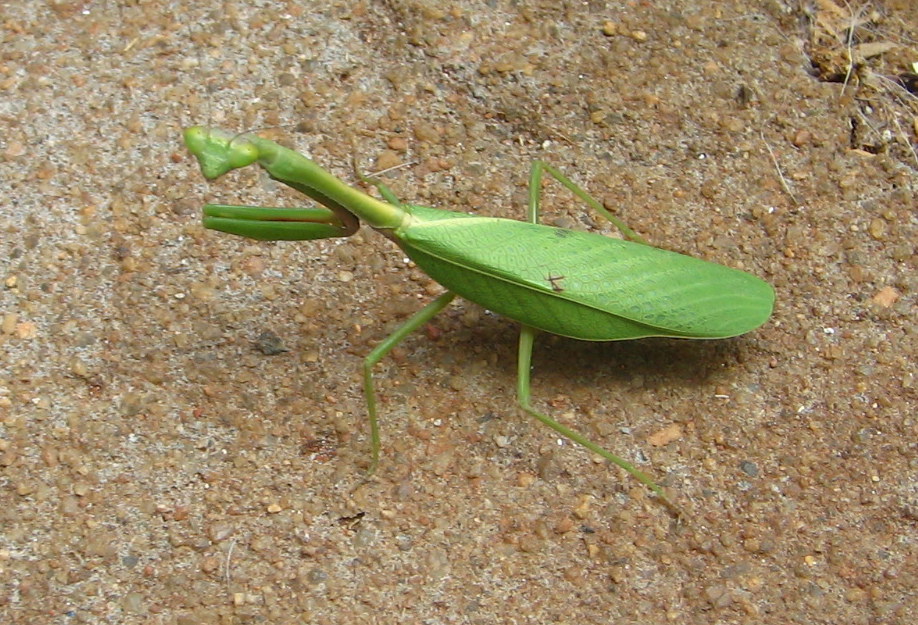 Louva-a-Deus  Praying Mantis