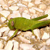 Saltamontes verde (ninfa subadulta)