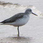 Greenshank