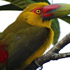 Saffron Toucanet