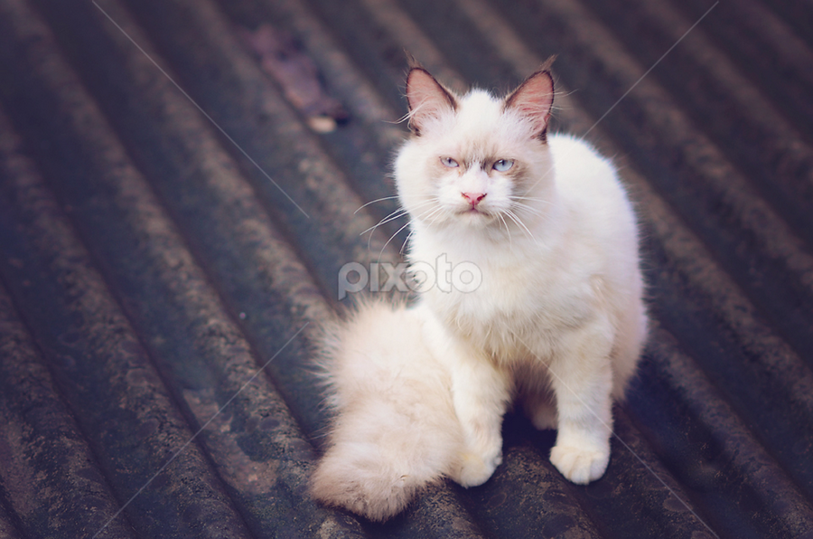 Mencureng by Trezno Banez - Animals - Cats Kittens