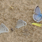 Reakirt's Blue Butterflies