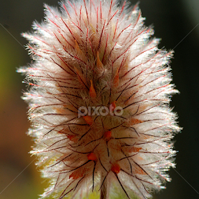 by Tim Bennett - Nature Up Close Leaves & Grasses