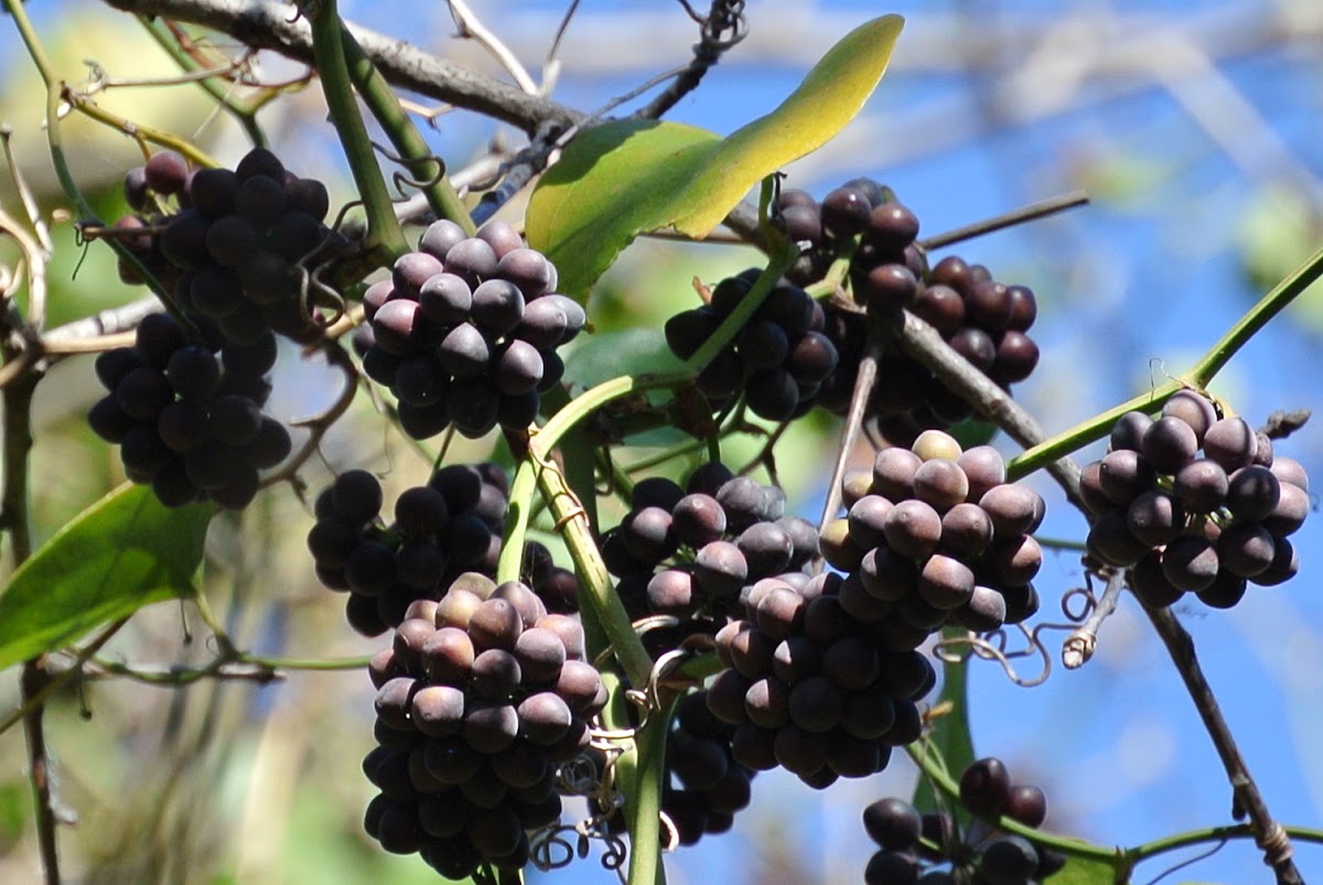 Greenbriar Berries