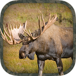 Moose Hunting Calls Apk