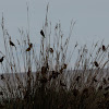 Greenfinches; Verderón Común