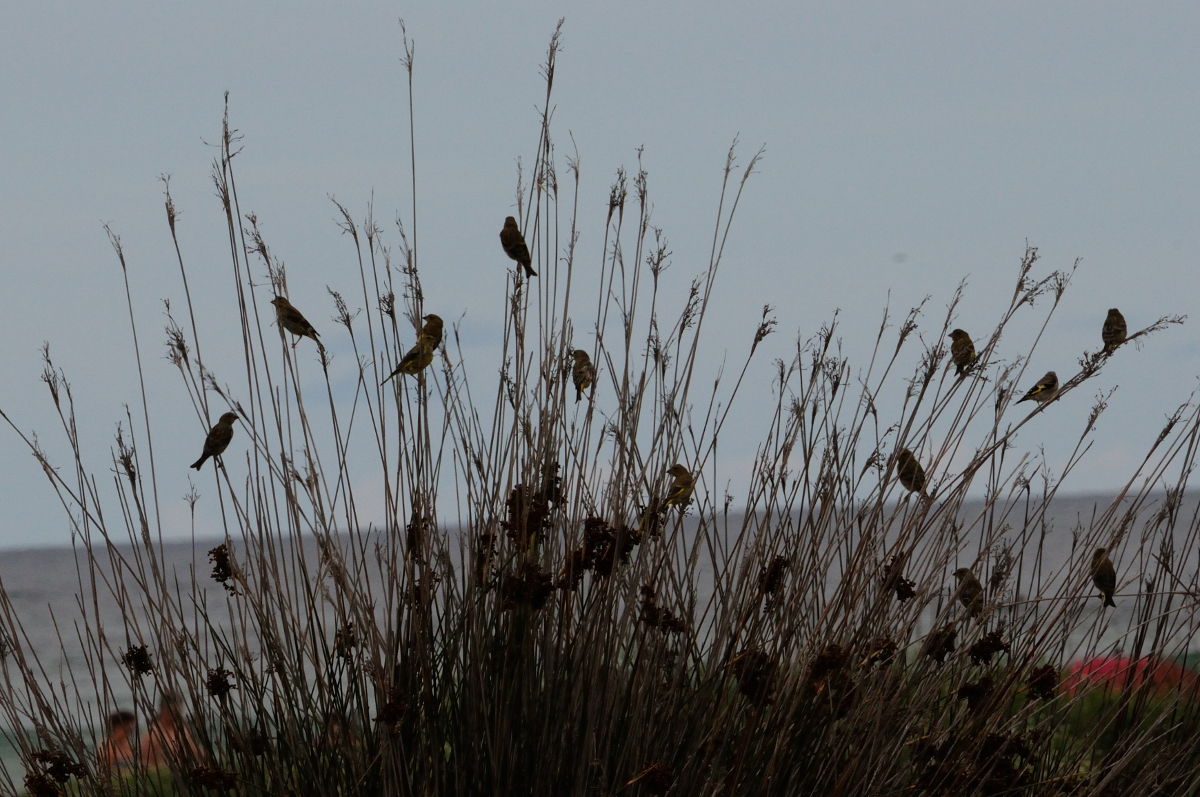 Greenfinches; Verderón Común