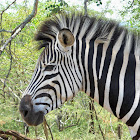 Plains Zebra