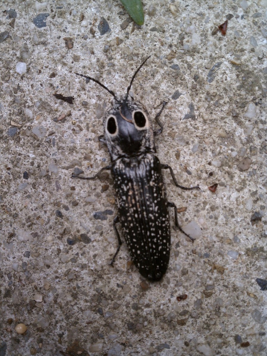 Eastern eyed click beetle