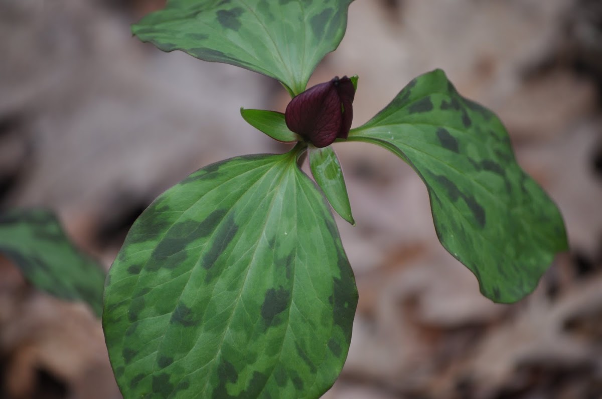 Prairie Trillium