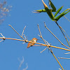 Rufous Hummingbird (Male)