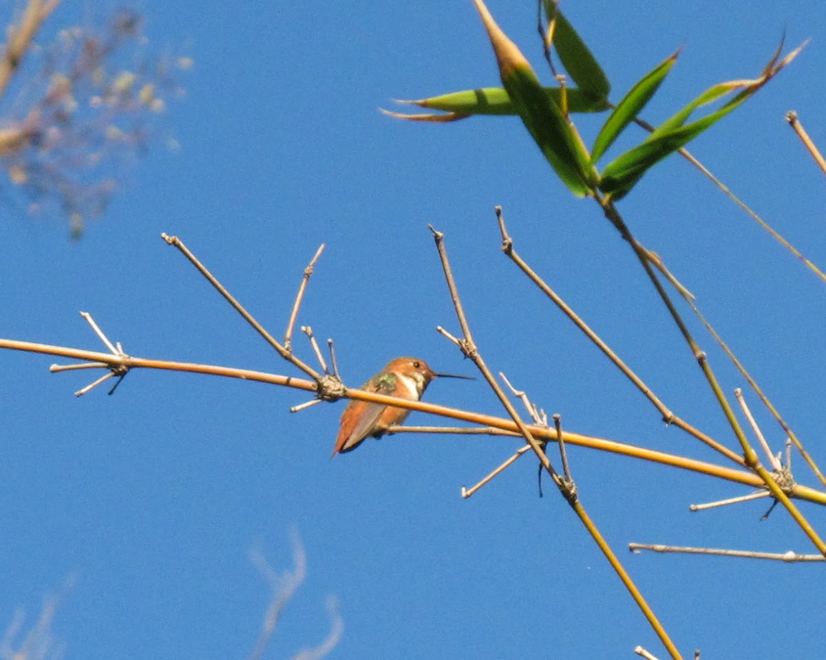 Rufous Hummingbird (Male)