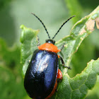 Escarabajo pulga