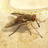 Tabanid fly (♀)