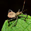 Leaf Footed Bug Nymph