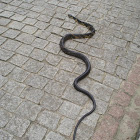 Caninana Snake