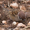 Tree Sparrow; Gorrión Molinero