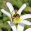 Japanese Acyrthosiphon bee