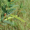 Partridge Pea Seedpod