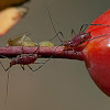 aphids on rose hip