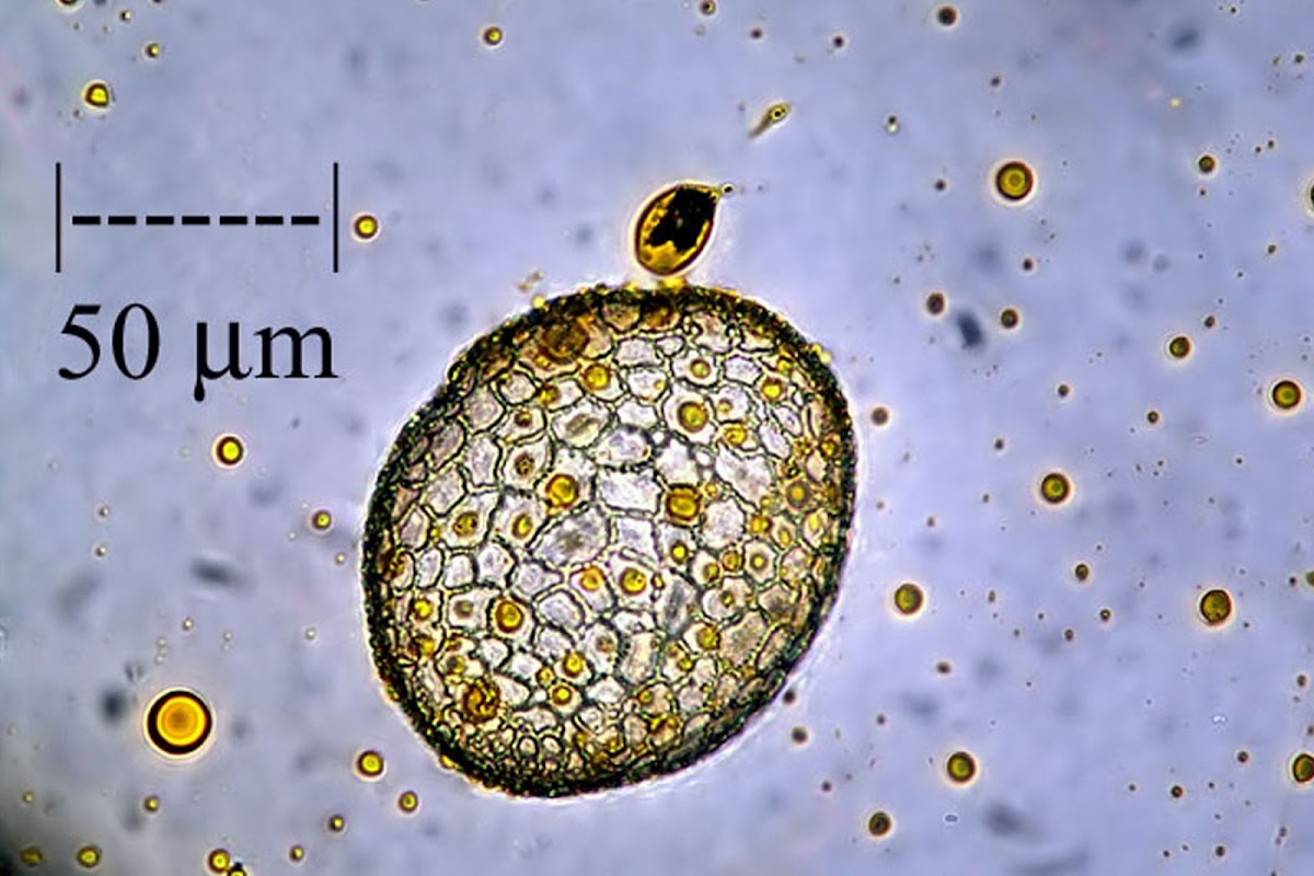 Pollen of Easter Lily