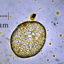 Pollen of Easter Lily