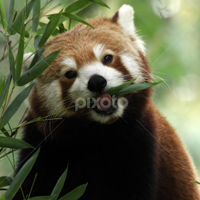 Red Panda by Owen Taylor - Animals Other Mammals