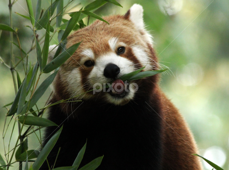 Red Panda by Owen Taylor - Animals Other Mammals