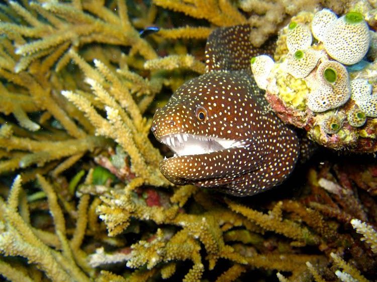   Moray Eel
