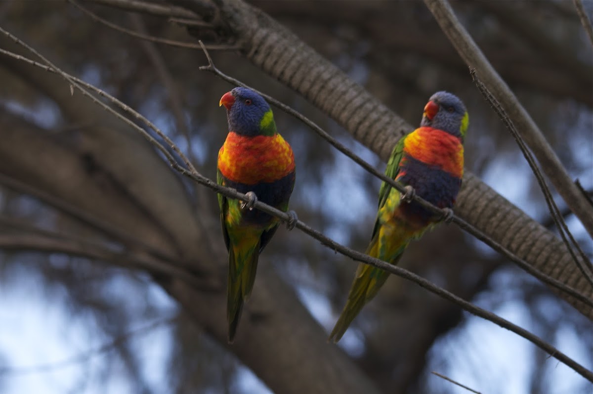 Swainson's Lorikeet