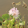 Common Water Hyacinth