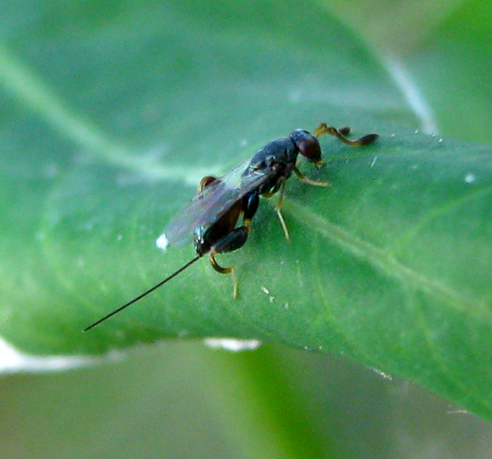 Parasitic Chalcid Wasp