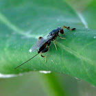Parasitic Chalcid Wasp