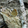 Brown Argus ♂