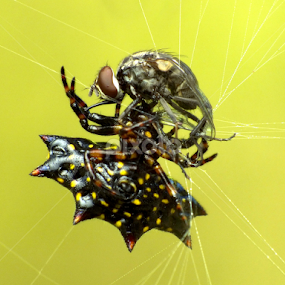 The Spider and The Fly by Virgani Dhirgacahya - Animals Insects & Spiders