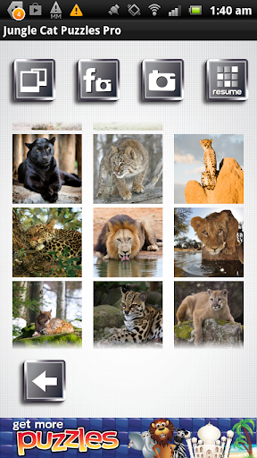 【免費書籍App】Jungle Cat Puzzles Pro-APP點子