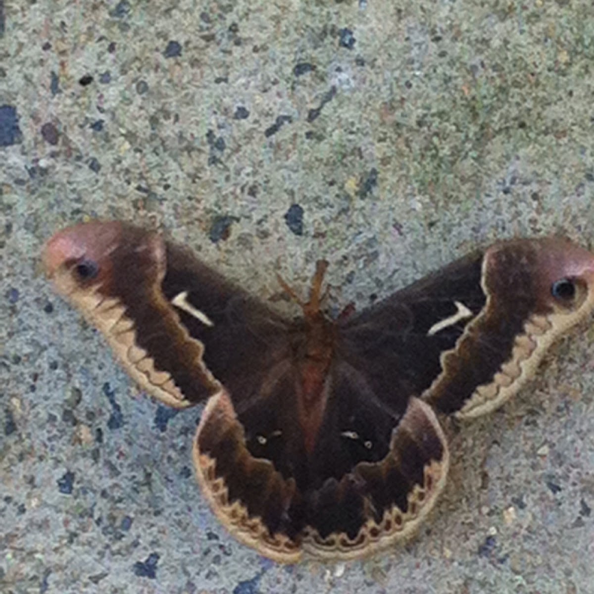 Tulip-tree Silkmoth