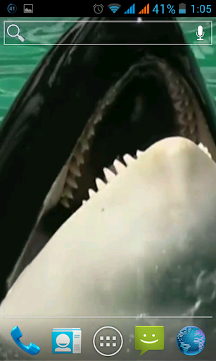 Killer Whale Live Wallpaper