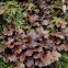 Lichen, Sticta caulescens