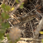 Yellow-throated Plated Lizard