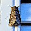 Double-Lined Prominent Moth