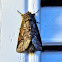 Double-Lined Prominent Moth