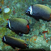 Collared (Red-tail) butterflyfish